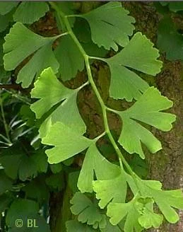 GINKGO biloba - Arbre aux quarante écus