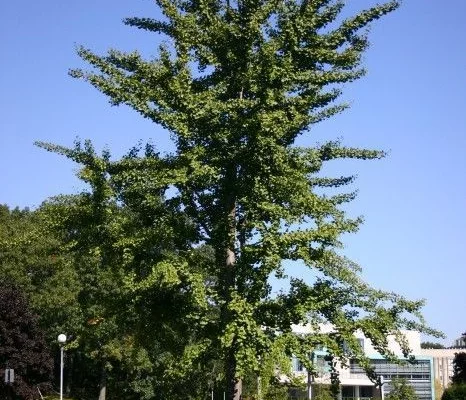 GINKGO biloba - Arbre aux quarante écus