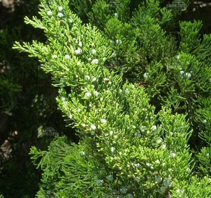 JUNIPERUS chinensis 'Kaizuka' - Genévrier 'Kaizuka'