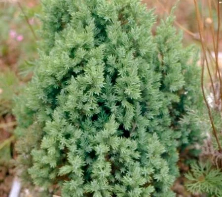 JUNIPERUS chinensis 'Stricta' - Genévrier de chine 'Stricta'