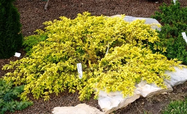 JUNIPERUS communis 'Goldschatz' - Genévrier commun nain doré