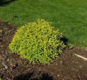 CARYOPTERIS clandonensis 'Worcester Gold' - Spirée bleue