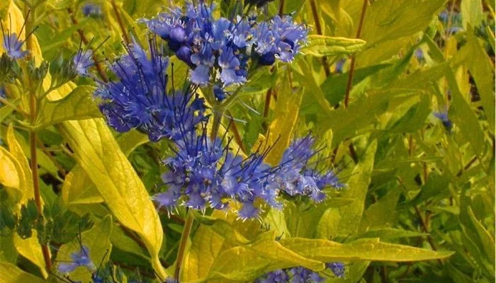 CARYOPTERIS clandonensis 'Worcester Gold' - Spirée bleue