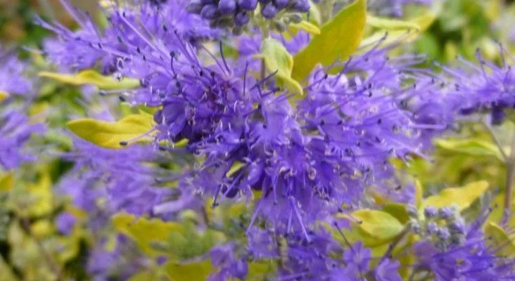 CARYOPTERIS clandonensis 'Worcester Gold' - Spirée bleue