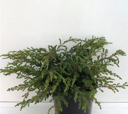 JUNIPERUS communis 'Repanda' - Genévrier commun rampant