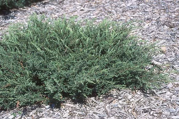 JUNIPERUS communis 'Repanda' - Genévrier commun rampant