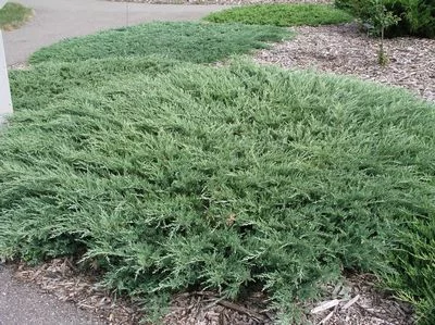 JUNIPERUS horizontalis 'Andorra Compact' - Genévrier horizontal 'Andorra Compact'