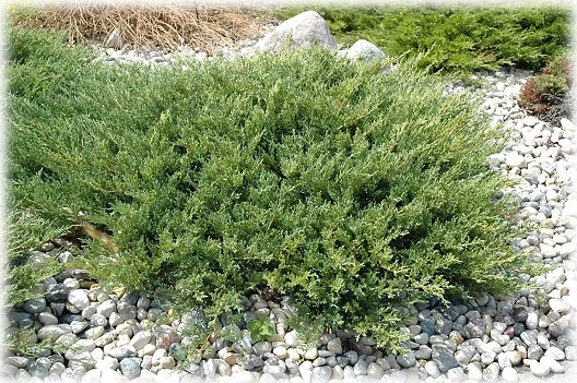 JUNIPERUS horizontalis 'Plumosa' - Genévrier horizontal 'Plumosa'