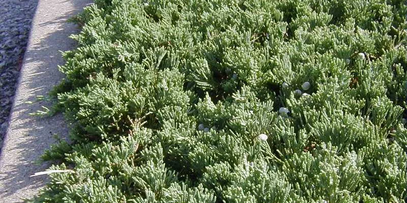 JUNIPERUS horizontalis 'Wiltonii' - Genévrier horizontal 'Wiltonii'