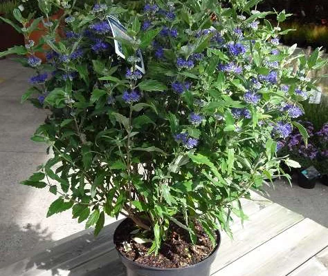 CARYOPTERIS clandonensis 'Grand Bleu' - Spirée bleue