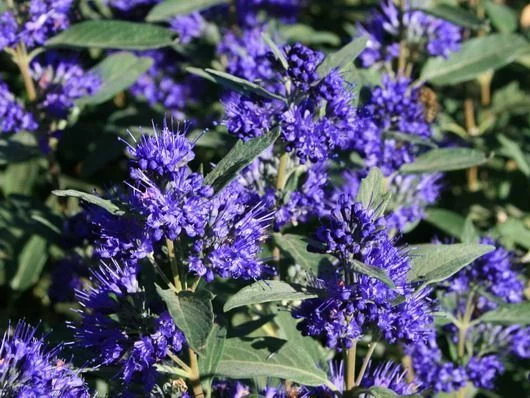 CARYOPTERIS clandonensis 'Grand Bleu' - Spirée bleue