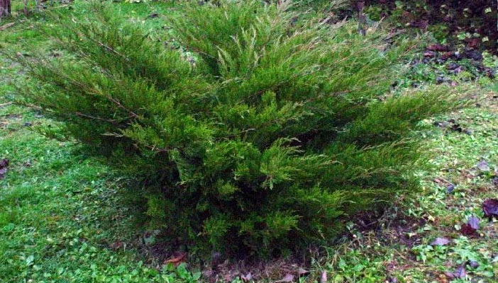 JUNIPERUS média 'Mint Julep' - Genèvrier 'Mint Julep'