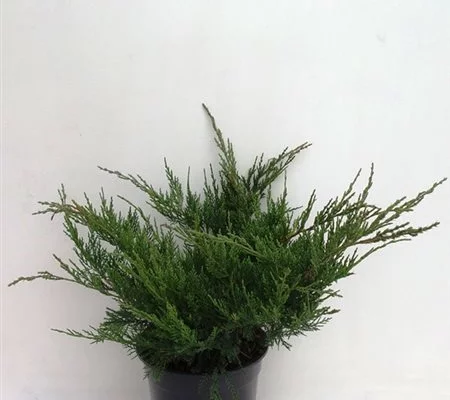 JUNIPERUS média 'Mint Julep' - Genèvrier 'Mint Julep'