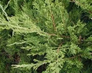 JUNIPERUS média 'Mint Julep' - Genèvrier 'Mint Julep'