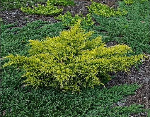 JUNIPERUS média 'Old gold' - Genévrier 'Old gold'