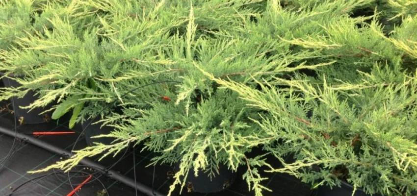 JUNIPERUS média 'Pfitzeriana Aurea' - Genévrier de pfitzer doré