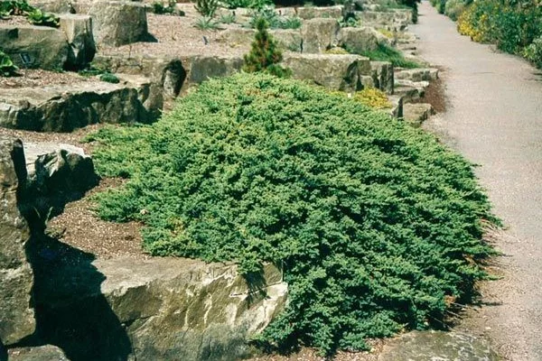 JUNIPERUS procubens 'Nana' - Genévrier prostré nain