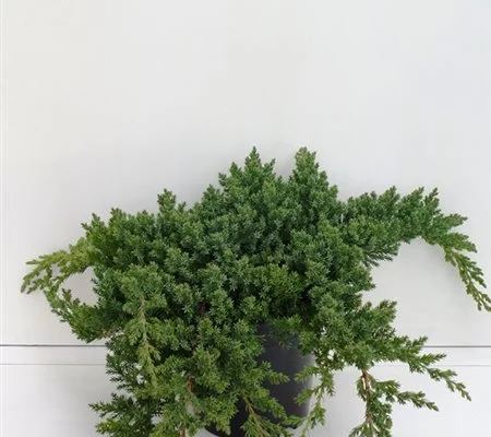 JUNIPERUS procubens 'Nana' - Genévrier prostré nain