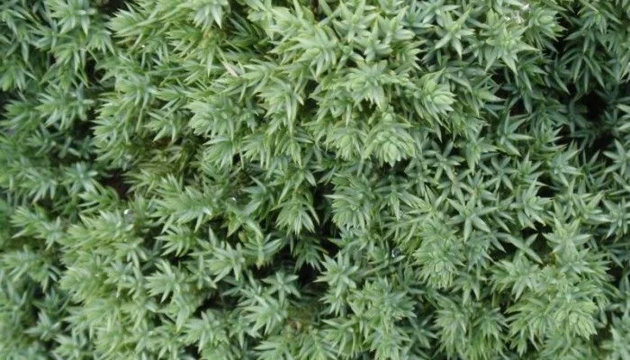 JUNIPERUS procubens 'Nana' - Genévrier prostré nain