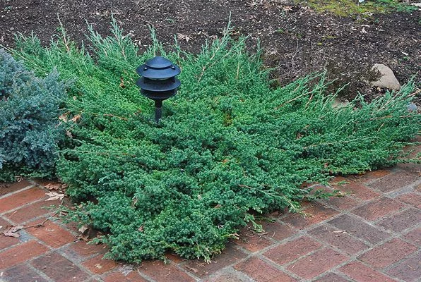 JUNIPERUS procubens 'Nana' - Genévrier prostré nain