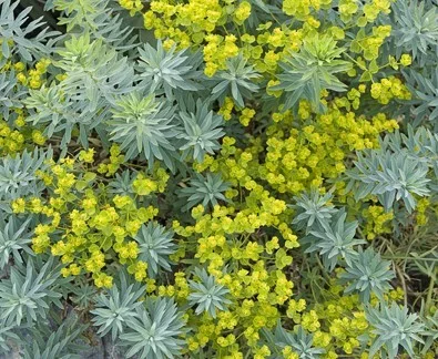 EUPHORBIA 'Blue Haze' - Euphorbe