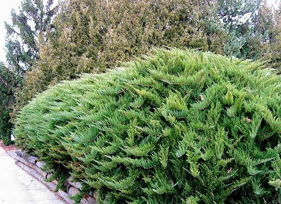 JUNIPERUS sabina 'Tamariscifolia' - Genévrier sabine Tamariscifolia