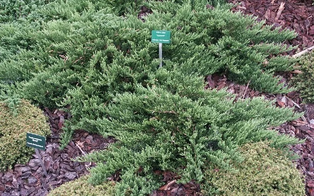 JUNIPERUS sabina 'Tamariscifolia' - Genévrier sabine Tamariscifolia