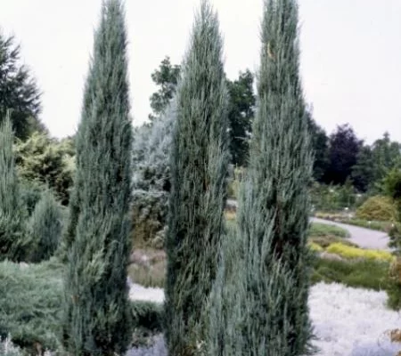 JUNIPERUS scopulorum 'Blue arrow' - Genévrier colonnaire 'Blue arrow'