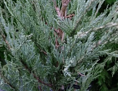 JUNIPERUS scopulorum 'Blue arrow' - Genévrier colonnaire 'Blue arrow'