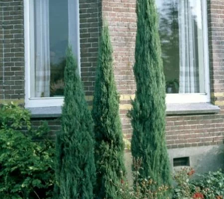 JUNIPERUS scopulorum 'Skyrocket' - Genévrier de virginie 'Skyrocket'