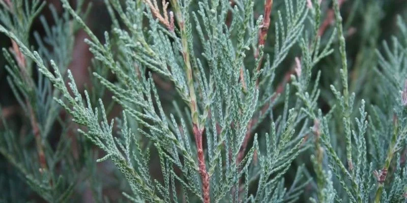 JUNIPERUS scopulorum 'Skyrocket' - Genévrier de virginie 'Skyrocket'