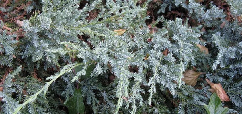 JUNIPERUS squamata 'Blue Carpet' - Genévrier 'Blue Carpet'