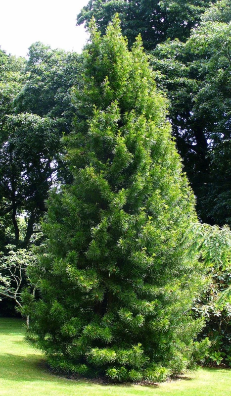 SCIADOPITYS verticillata
