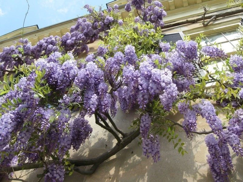 Glycine japonaise - Wisteria floribunda - Le Jardin du Pic Vert