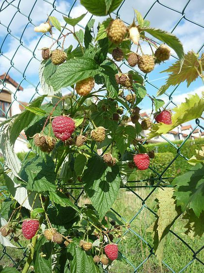 Framboisier non remontant 'Willamette' - Rubus ideaus 'Wilamette