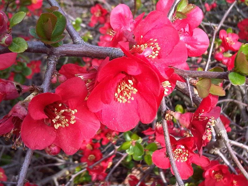 CHAENOMELES superba 'Ernst Finken' - Cognassier du Japon rouge orangé