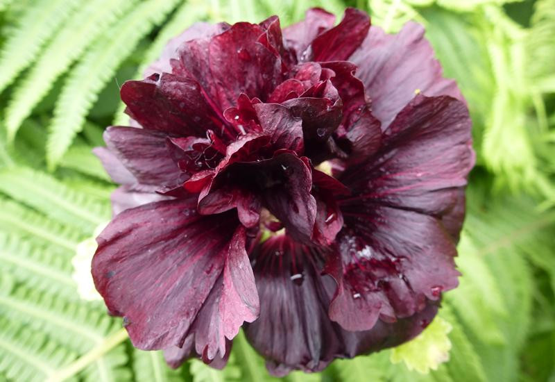 ALCEA rosea 'Chater's Double violet' - Rose trémière à fleurs doubles |  Plantes Shopping