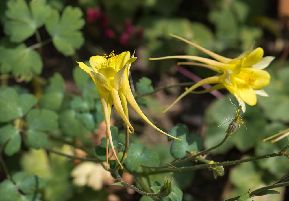 AQUILEGIA chrysantha 'Yellow Queen' - Ancolie à fleurs jaunes | Plantes  Shopping