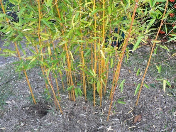 PHYLLOSTACHYS aureosulcata AUREOCAULIS (Bambou jaune)