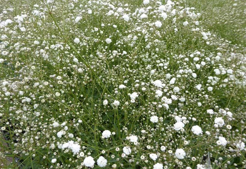 GYPSOPHILA paniculata 'Bristol Fairy' - Gypsophile | Plantes vivaces