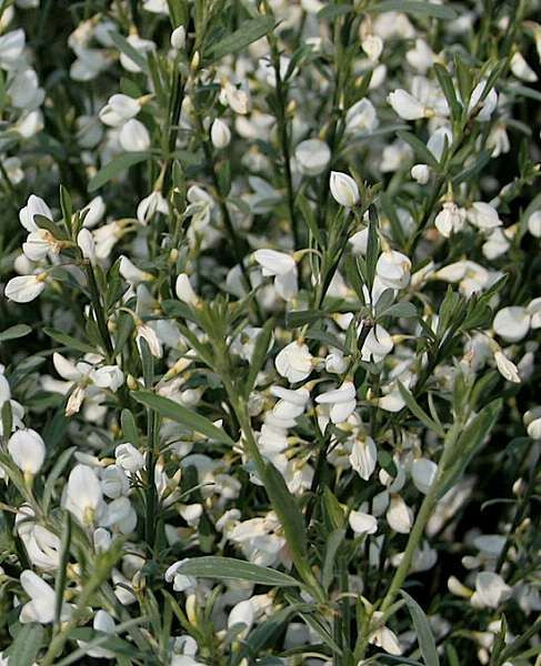 CYTISUS praecox 'Albus' - Genêt précoce blanc 'Albus' | Plantes Shopping