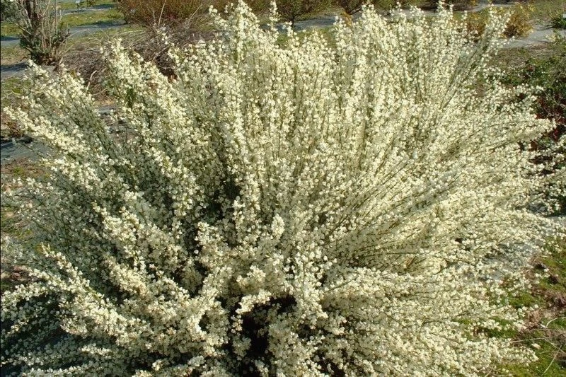 CYTISUS praecox 'Albus' - Genêt précoce blanc 'Albus' | Plantes Shopping