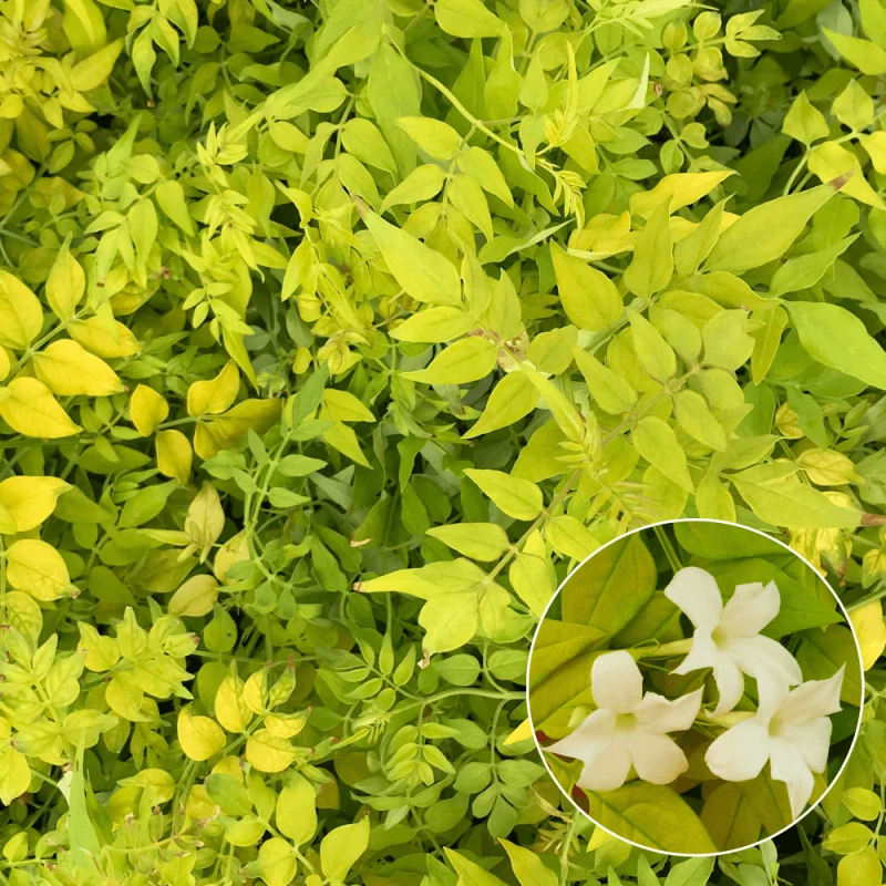 Jasmin blanc - Jasminum officinalis - grimpante pour terrain sec