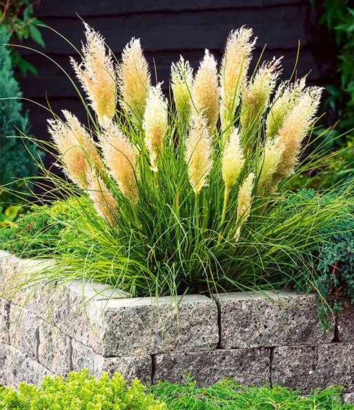 CORTADERIA selloana 'Tiny Pampas' - Herbe de la pampa naine | Plantes  Shopping