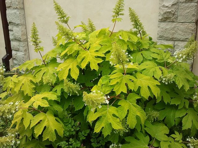 Image of Hydrangea quercifolia 'Little Honey' petite hydrangea