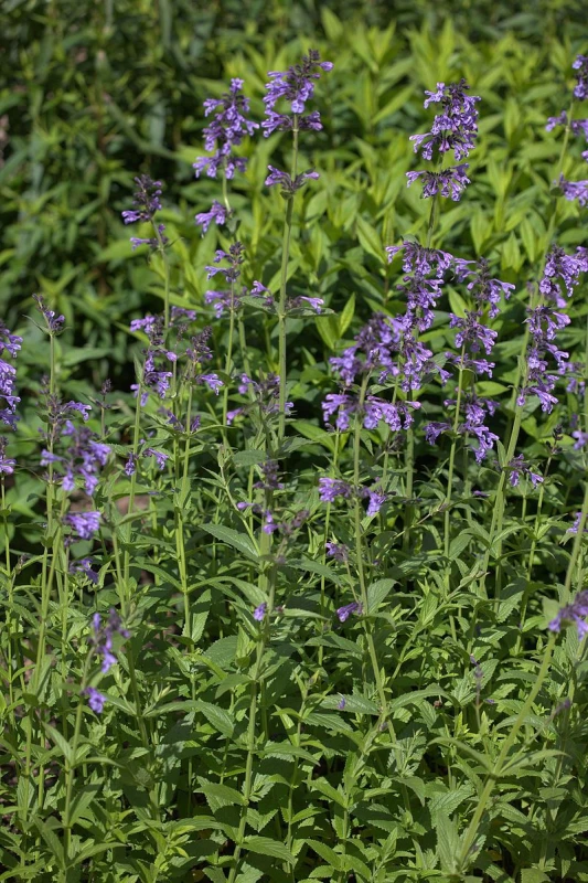 Nepeta, Menthe a chat : plantation, culture, taille et entretien