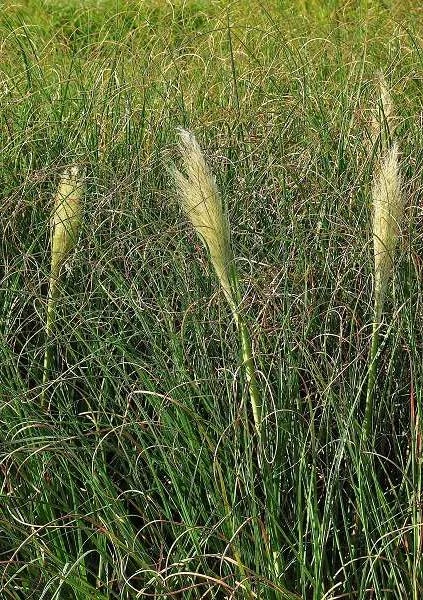 CORTADERIA selloana 'Pumila' - Herbe de la pampa 'Pumila' | graminées