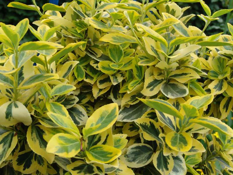 Fusain nain panaché jaune 'Emerald'n gold