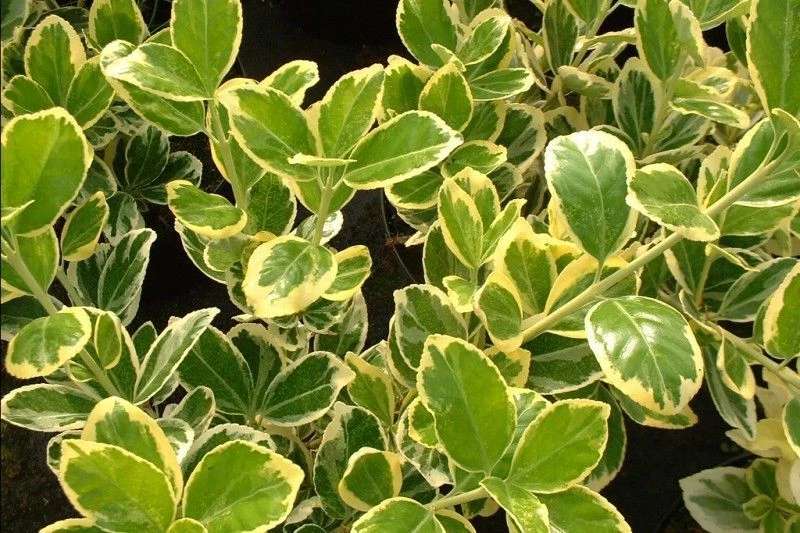 Euonymus japonicus - Achat Fusain du Japon persistant vert