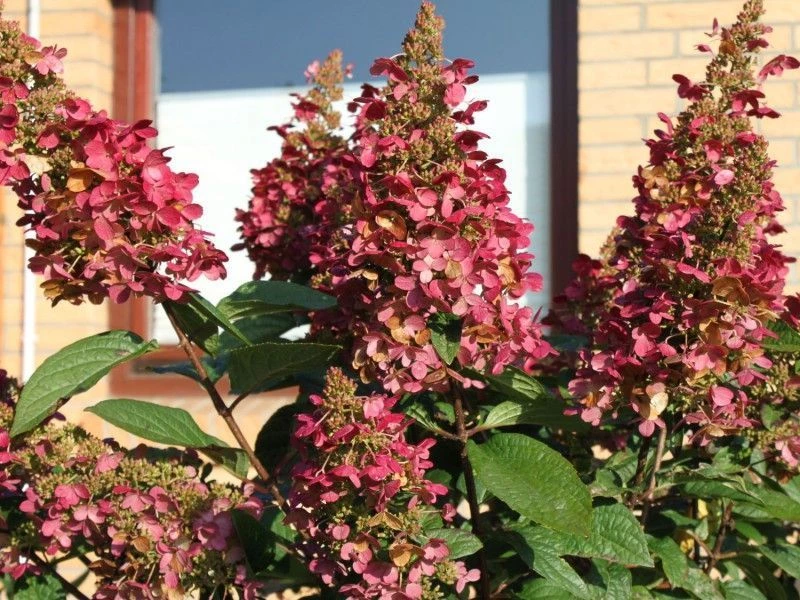 HYDRANGEA paniculata Red'® Hortensia paniculé | Plantes Shopping